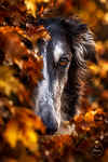 6j_ischyma_josefine.jpg (114428 Byte)